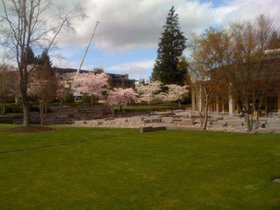 The cherry blossoms bloom in Redmond.jpg